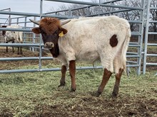Topliner calf bull